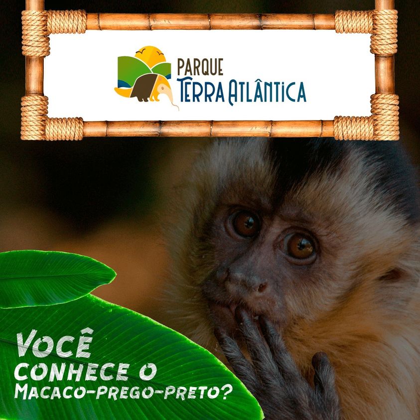 Sapajus nigritus (Macaco-prego-preto) - Museu do Cerrado